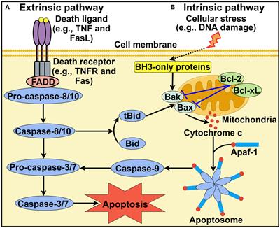 Programmed cell death in tumor immunity: mechanistic insights and clinical implications